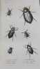 Histoire naturelle des animaux articulés: Histoire naturelle des insectes coléoptères (2 volumes) - Histoire naturelle des insectes orthoptères.... (1 ...