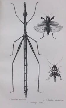 Histoire naturelle des animaux articulés: Histoire naturelle des insectes coléoptères (2 volumes) - Histoire naturelle des insectes orthoptères.... (1 ...