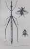 Histoire naturelle des animaux articulés: Histoire naturelle des insectes coléoptères (2 volumes) - Histoire naturelle des insectes orthoptères.... (1 ...
