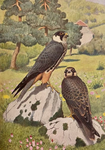 Les rapaces. Les Colombins et les Gallinacés.