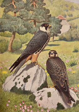 Les rapaces. Les Colombins et les Gallinacés.. GEROUDET (Paul)