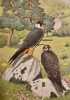 Les rapaces. Les Colombins et les Gallinac&eacute;s.. GEROUDET (Paul)