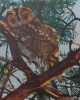 Promenades aux oiseaux.. [HAINARD (Robert)] - GIOVANNA (J.-M.)