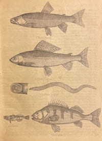 Almanach de la République et Canton de Neuchatel pour 1859 (Troisième année).