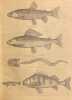Almanach de la République et Canton de Neuchatel pour 1859 (Troisième année).. ALMANACH