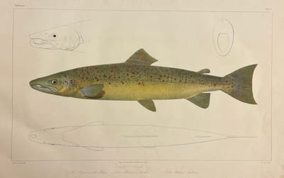 Histoire naturelle des poissons d'eau douce de l'Europe Centrale. Planches [suivi de] Embryologie des Salmones.