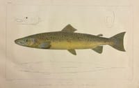 Histoire naturelle des poissons d'eau douce de l'Europe Centrale. Planches [suivi de] Embryologie des Salmones.