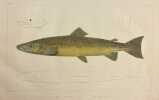 Histoire naturelle des poissons d'eau douce de l'Europe Centrale. Planches [suivi de] Embryologie des Salmones.. AGASSIZ (Louis) & VOGT (Karl)