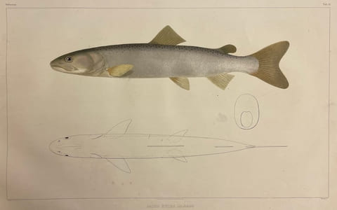Histoire naturelle des poissons d'eau douce de l'Europe Centrale. Planches [suivi de] Embryologie des Salmones.
