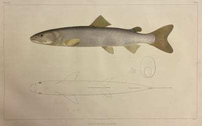 Histoire naturelle des poissons d'eau douce de l'Europe Centrale. Planches [suivi de] Embryologie des Salmones.