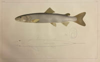 Histoire naturelle des poissons d'eau douce de l'Europe Centrale. Planches [suivi de] Embryologie des Salmones.