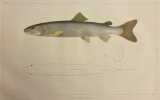 Histoire naturelle des poissons d'eau douce de l'Europe Centrale. Planches [suivi de] Embryologie des Salmones.. AGASSIZ (Louis) & VOGT (Karl)