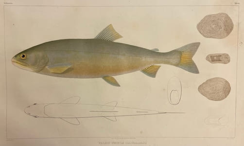 Histoire naturelle des poissons d'eau douce de l'Europe Centrale. Planches [suivi de] Embryologie des Salmones.