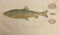 Histoire naturelle des poissons d'eau douce de l'Europe Centrale. Planches [suivi de] Embryologie des Salmones.