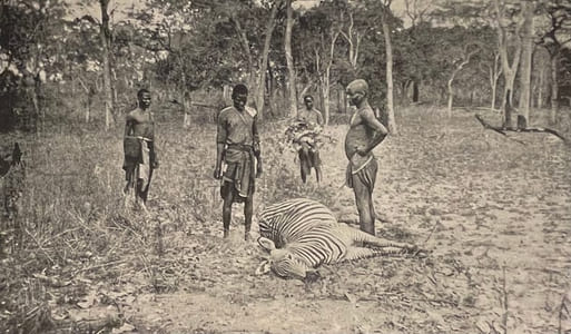 Chasses aux grands fauves, pendant la traversée du continent noir, du Zambèze au Congo Français.