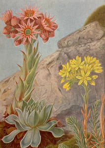 Champs et bois fleuris.