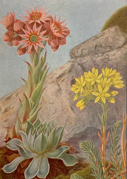 Champs et bois fleuris.. CORREVON (Henry)