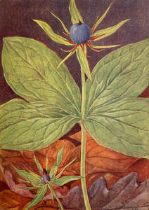 Champs et bois fleuris.