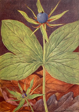 Champs et bois fleuris.. CORREVON (Henry)