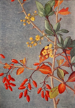 Champs et bois fleuris.. CORREVON (Henry)