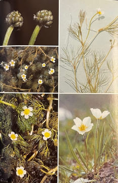 Flora Helvetica. Flore illustrée de Suisse. + Clef de détermination.. LAUBER (Konrad) & WAGNER (Gerhart)