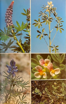 Flora Helvetica. Flore illustrée de Suisse. + Clef de détermination.. LAUBER (Konrad) & WAGNER (Gerhart)