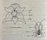 Flore de la Suisse, et des territoires limitriophes. Le nouveau Binz.