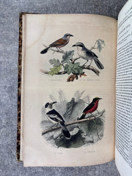 OEUVRES COMPLETES, AVEC DES EXTRAITS DE DAUBENTON, ET LA CLASSIFICATION DE CUVIER. . BUFFON. (GEORGES-LOUIS LECLERC, COMTE DE. 1707-1788).