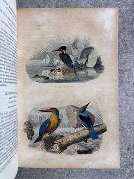 OEUVRES COMPLETES, AVEC DES EXTRAITS DE DAUBENTON, ET LA CLASSIFICATION DE CUVIER. . BUFFON. (GEORGES-LOUIS LECLERC, COMTE DE. 1707-1788).