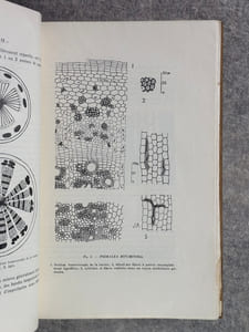 RECHERCHES ANATOMIQUES SUR QUELQUES ESPECES DU GENRE PSORALEA LINNE. 