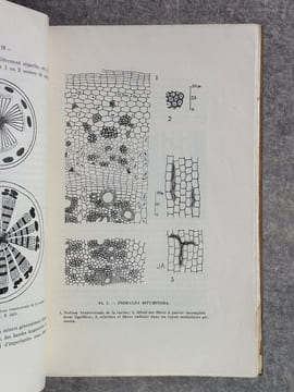RECHERCHES ANATOMIQUES SUR QUELQUES ESPECES DU GENRE PSORALEA LINNE. . AUTEFAGE JEANNE (DOCTEUR).
