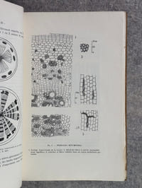 RECHERCHES ANATOMIQUES SUR QUELQUES ESPECES DU GENRE PSORALEA LINNE.