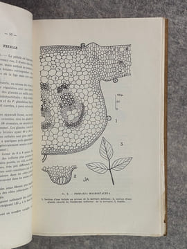 RECHERCHES ANATOMIQUES SUR QUELQUES ESPECES DU GENRE PSORALEA LINNE. . AUTEFAGE JEANNE (DOCTEUR).