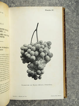 TRAITE DES MALADIES DES VINS. DESCRIPTION – ETUDE – TRAITEMENT. AVEC UNE PREFACE PAR U. GAYON. AVEC 13 PLANCHES HORS TEXTE ET 116 FIGURES DANS LE ...