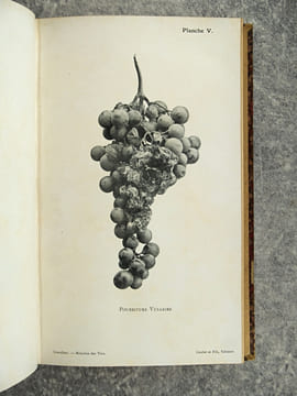 TRAITE DES MALADIES DES VINS. DESCRIPTION – ETUDE – TRAITEMENT. AVEC UNE PREFACE PAR U. GAYON. AVEC 13 PLANCHES HORS TEXTE ET 116 FIGURES DANS LE ...