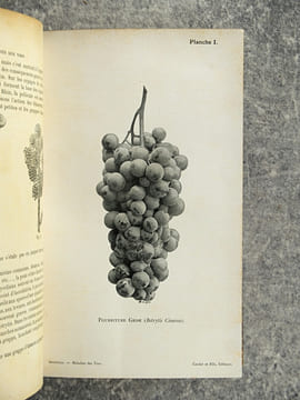 TRAITE DES MALADIES DES VINS. DESCRIPTION – ETUDE – TRAITEMENT. AVEC UNE PREFACE PAR U. GAYON. AVEC 13 PLANCHES HORS TEXTE ET 116 FIGURES DANS LE ...