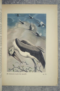 LES BETES QU'ON APPELLE SAUVAGES. ILLUSTRATIONS DE JEAN CHIEZE. BIBLIOTHEQUE ROUGE ET OR.. DEMAISON ANDRE (1883-1956).