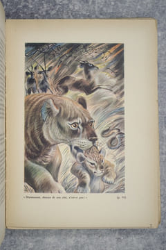 LES BETES QU'ON APPELLE SAUVAGES. ILLUSTRATIONS DE JEAN CHIEZE. BIBLIOTHEQUE ROUGE ET OR.. DEMAISON ANDRE (1883-1956).