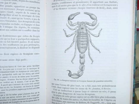 zoologie médicale. exposé méthodique du règne animal basé sur l'anatomie, l'embryogénie et la paléontologie comprenant la description des espèces ...