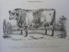 Quatre taureaux - Quatre vaches laitières - Quatre vaches disposées à l'engraissement.. LE COUTEULX G.