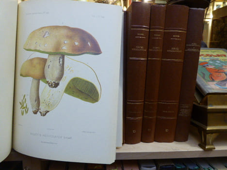 ICONES MYCOLOGICAE ou ICONOGRAPHIE DES CHAMPIGNONS DE FRANCE Principalement discomycètes. Avec texte descriptif. 5 Volumes.. BOUDIER Emile