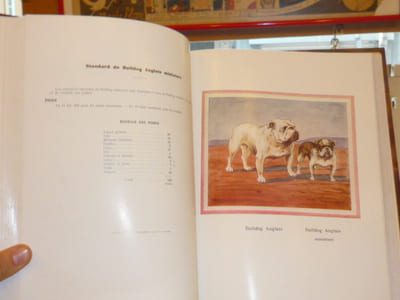TOUS LES CHIENS. Races & Standards.