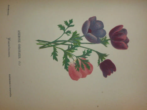 FLEURS DE LA PALESTINE. 54 feuilles en chromo-lithographie, dessinées, d'après nature.. ZELLER Hanna Née GOBAT