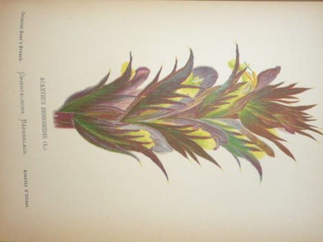 FLEURS DE LA PALESTINE. 54 feuilles en chromo-lithographie, dessinées, d'après nature.. ZELLER Hanna Née GOBAT