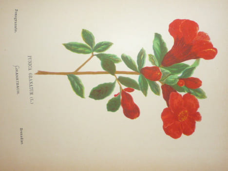 FLEURS DE LA PALESTINE. 54 feuilles en chromo-lithographie, dessinées, d'après nature.. ZELLER Hanna Née GOBAT