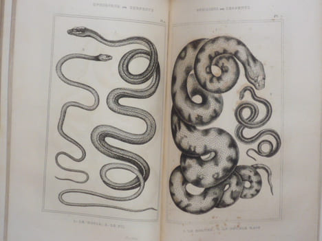 OEUVRES du comte DE LACEPEDE comprenant l'histoire naturelle des quadrupèdes ovipares, des serpens, des poissons et des cétacés.. LACEPEDE ( Comte De ...
