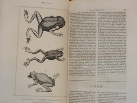 OEUVRES du comte DE LACEPEDE comprenant l'histoire naturelle des quadrupèdes ovipares, des serpens, des poissons et des cétacés.. LACEPEDE ( Comte De ...
