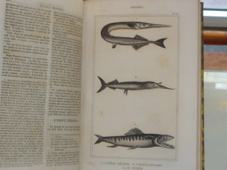 OEUVRES du comte DE LACEPEDE comprenant l'histoire naturelle des quadrupèdes ovipares, des serpens, des poissons et des cétacés.. LACEPEDE ( Comte De ...