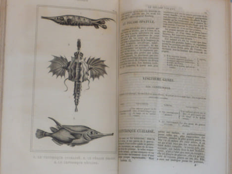 OEUVRES du comte DE LACEPEDE comprenant l'histoire naturelle des quadrupèdes ovipares, des serpens, des poissons et des cétacés.. LACEPEDE ( Comte De ...