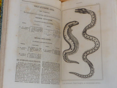 OEUVRES du comte DE LACEPEDE comprenant l'histoire naturelle des quadrupèdes ovipares, des serpens, des poissons et des cétacés.. LACEPEDE ( Comte De ...